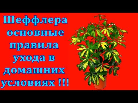 Комнатное  растение Шеффлера основные правила ухода в домашних условиях !!!