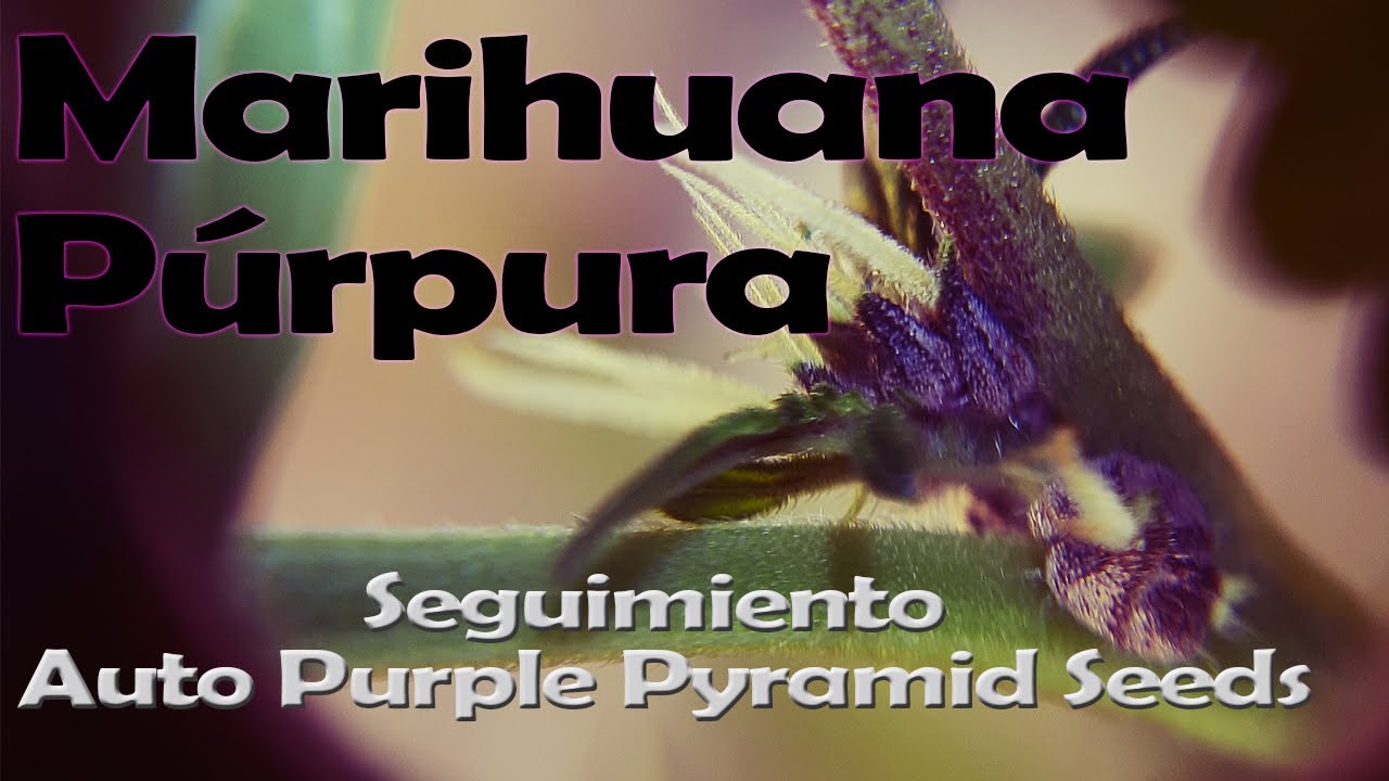 ¿Hacer semillas de marihuana? | Auto Purple Pyramid
