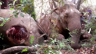 Humanity! Limping Elephant suffering with tumor in injured leg,gets treated by sympathetic people