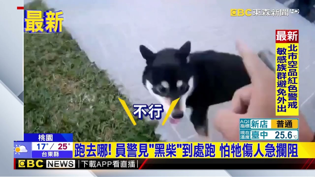 汪！ 員警攔阻「小黑柴」亂跑 溫柔勸導助牠回家@newsebc
