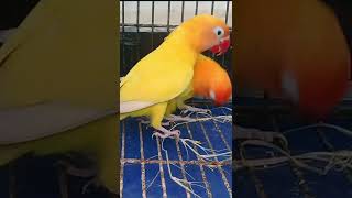 Lovebirds Making Love  Lovebirds Sounds