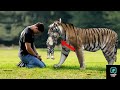 The she tiger gave her cub to this man then he did something unthinkable