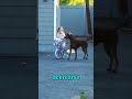 FIJATE EN ESTE PERRO😳!!!