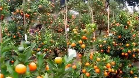 Đào cảnh cây cảnh quất cảnh dáng tròn, tự nhiên Ngọc Xuân khoe sắc tại Hà Nội Tết 2020 canh tý