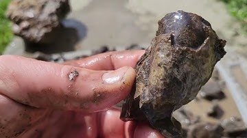 DIY part 2 cleaning fossils in your back yard!!!!