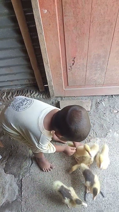 main sama anak entok