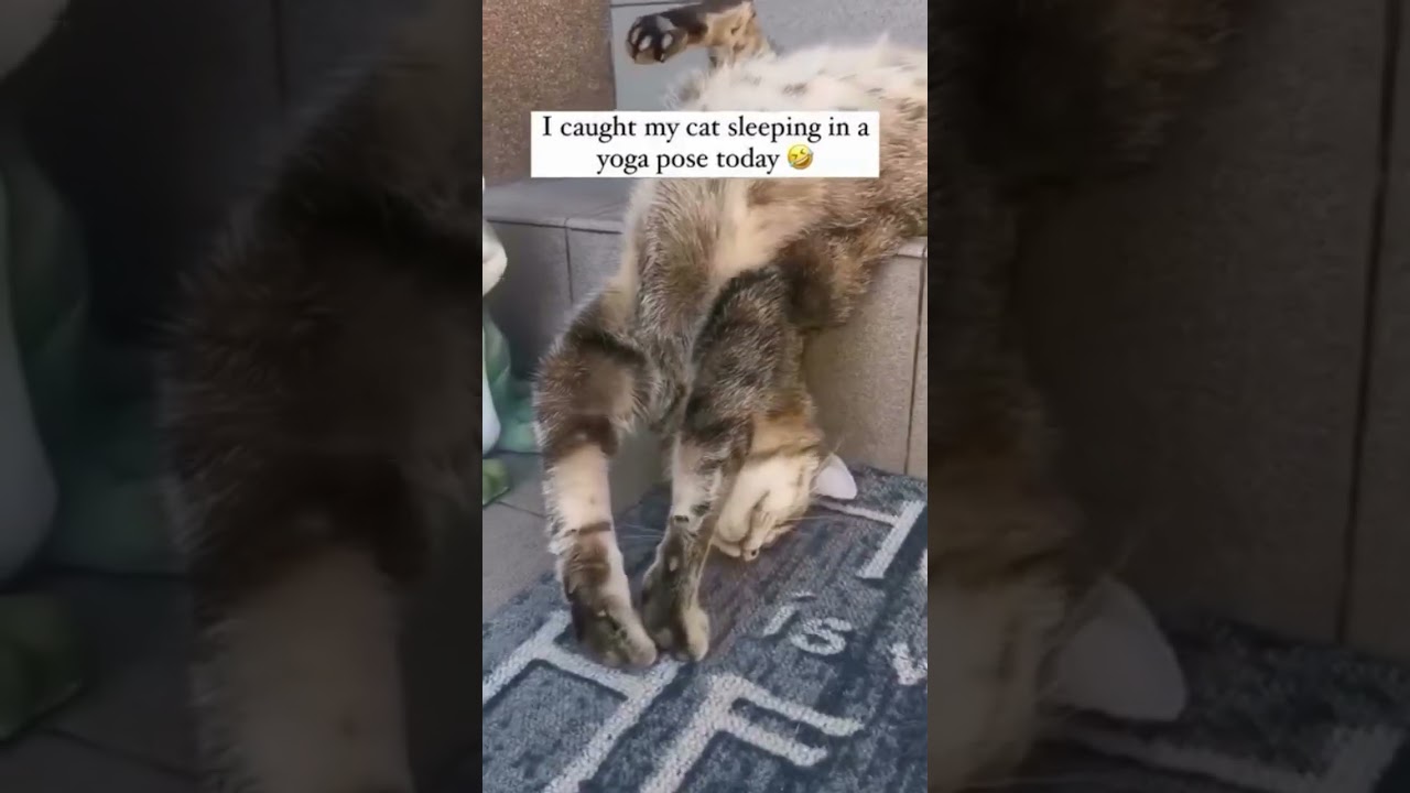 I caught my cat sleeping in a yoga pose today🤣 