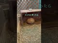 アルマジロが可愛すぎる Armadillo アルマジロ 東武動物公園