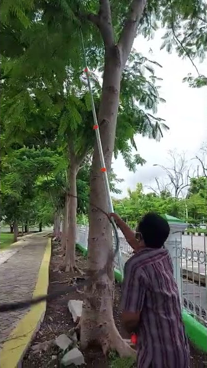 Potong pohon dengan gergaji tongkat, memudahkan dan praktis