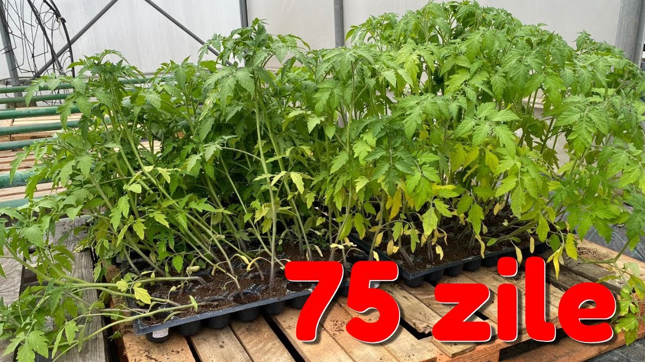 De ce să NU plantăm răsaduri îmbătrânite?!