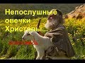 Непослушные овечки Христовы...