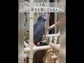 【ヨウムのレオ君】レオ君にケージに戻るか聞いてみると…？ #ヨウム #インコ #parrot