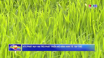HTX phát huy vai trò phát triển mô hình kinh tế tập thể | LONG AN TV