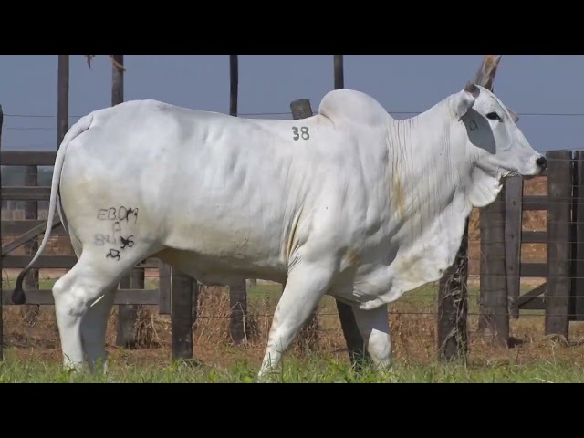 45º Mega Leilão Anual Carpa | FÊMEAS LOTE 38 - 8496