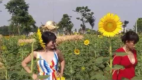 Cánh Đồng Hoa Hướng Dương Sài Gòn Khai Trương Đón Khách Dịp lễ (30/4-1/5)