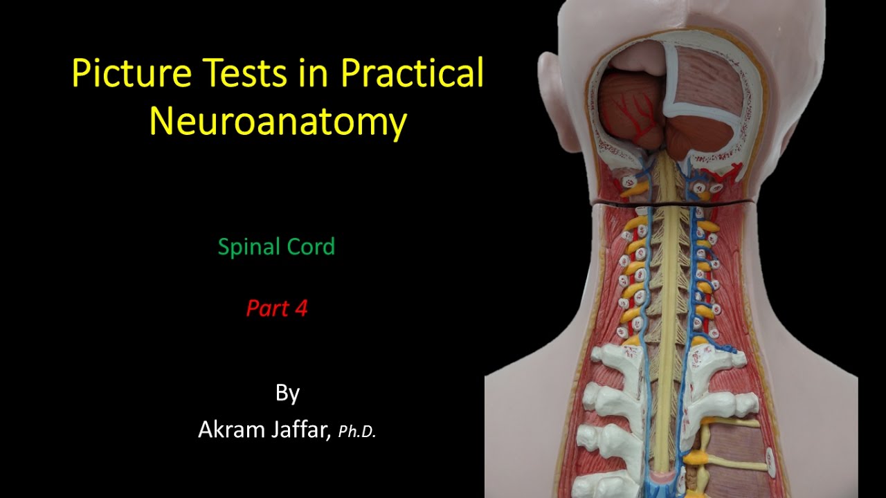 Picture Test in Neuroanatomy Spinal Cord 4 YouTube
