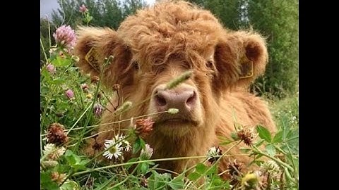 Lieu - Fire on the Leaves (snippet)