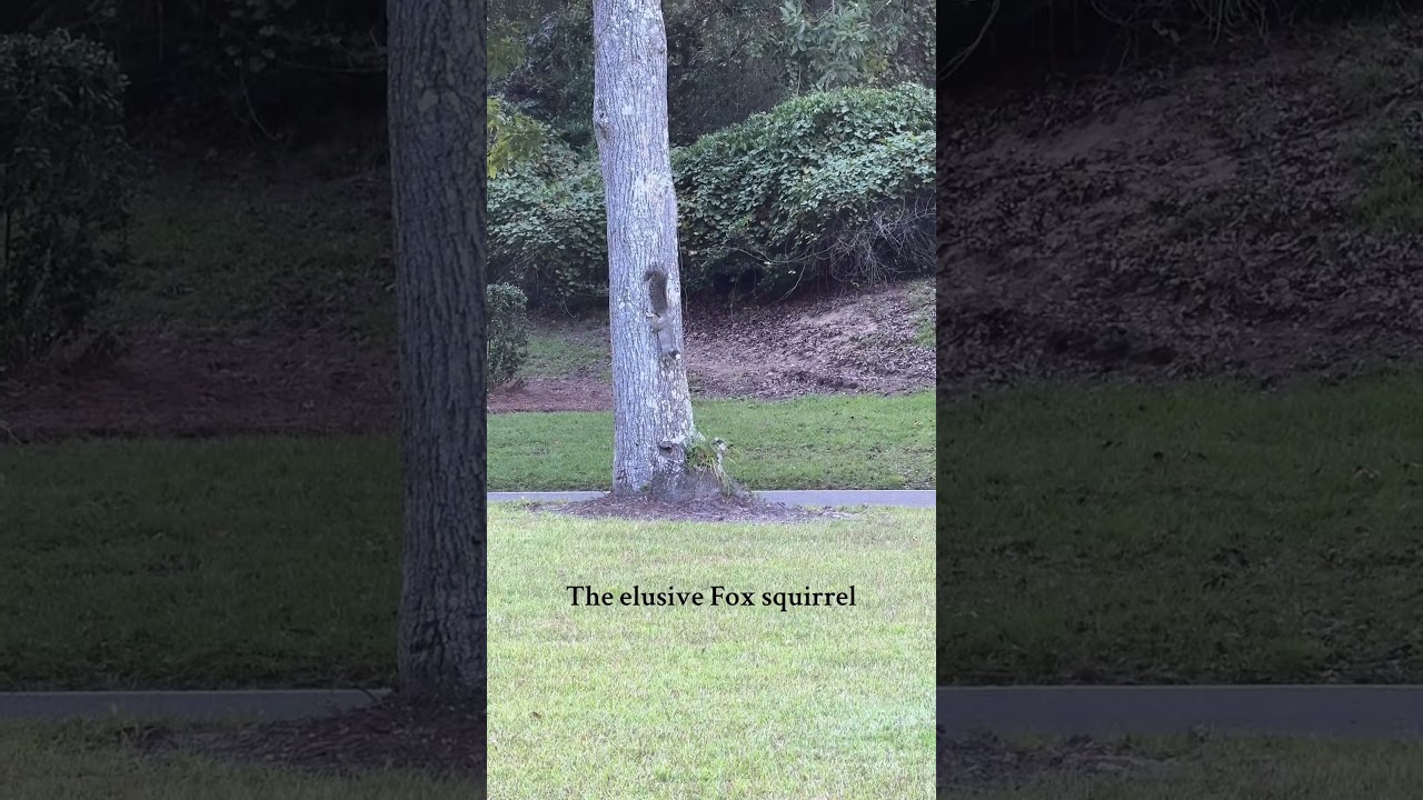 Love watching squirrels, especially fox squirrels! 