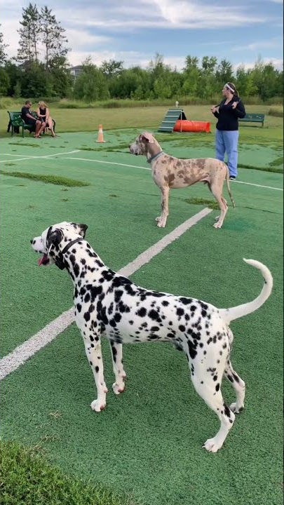 BEAUTIFUL Great Dane and Dalmatian side by side 😍
