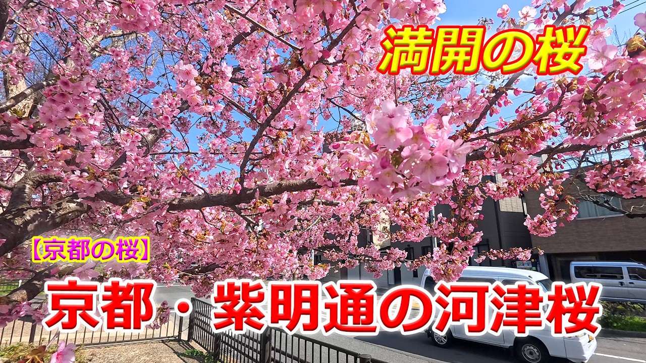【京都の桜】京都・紫明通の河津桜　満開（2026年3月5日　京都市北区）Kawazu cherry blossoms in full bloom on Shimeidori Street, Kyoto
