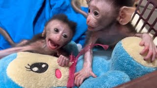 Baby Ruby Monkey's t4ntrums are adorable