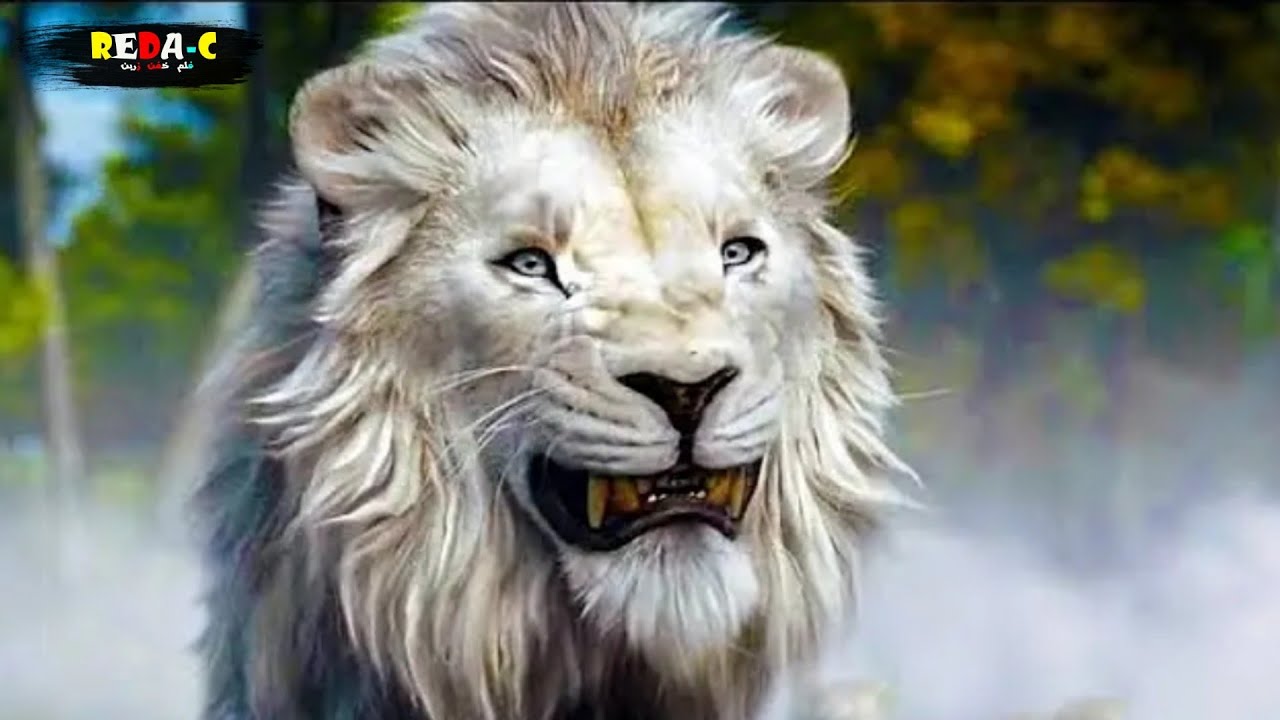 قصة موفاسا🦁 أب سيمبا🦁 تعرض للغدر من طرف أخيه😨 فقرر أن يصبح حاكم المملكة👑 [MUFASA]🎦