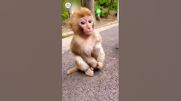 SO CUTE BABY MONKEY #shorts #viral #video #subscribe #monkey #cute #funny