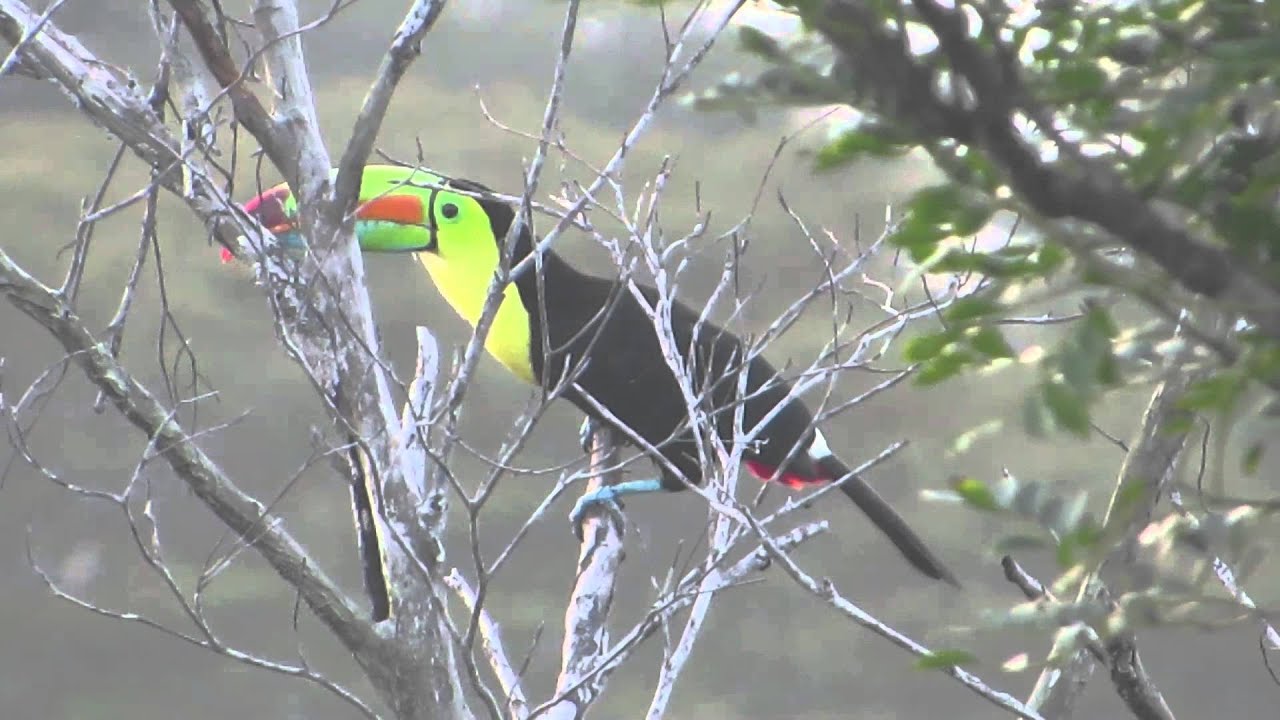 Keel-billed Toucan 