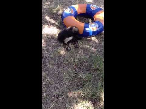 ჩემი ძაღლი ჯესი