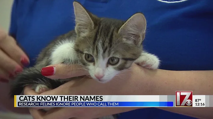Study finds cats may know their names, ignore you