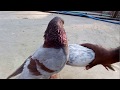 Male Pigeons Super performance