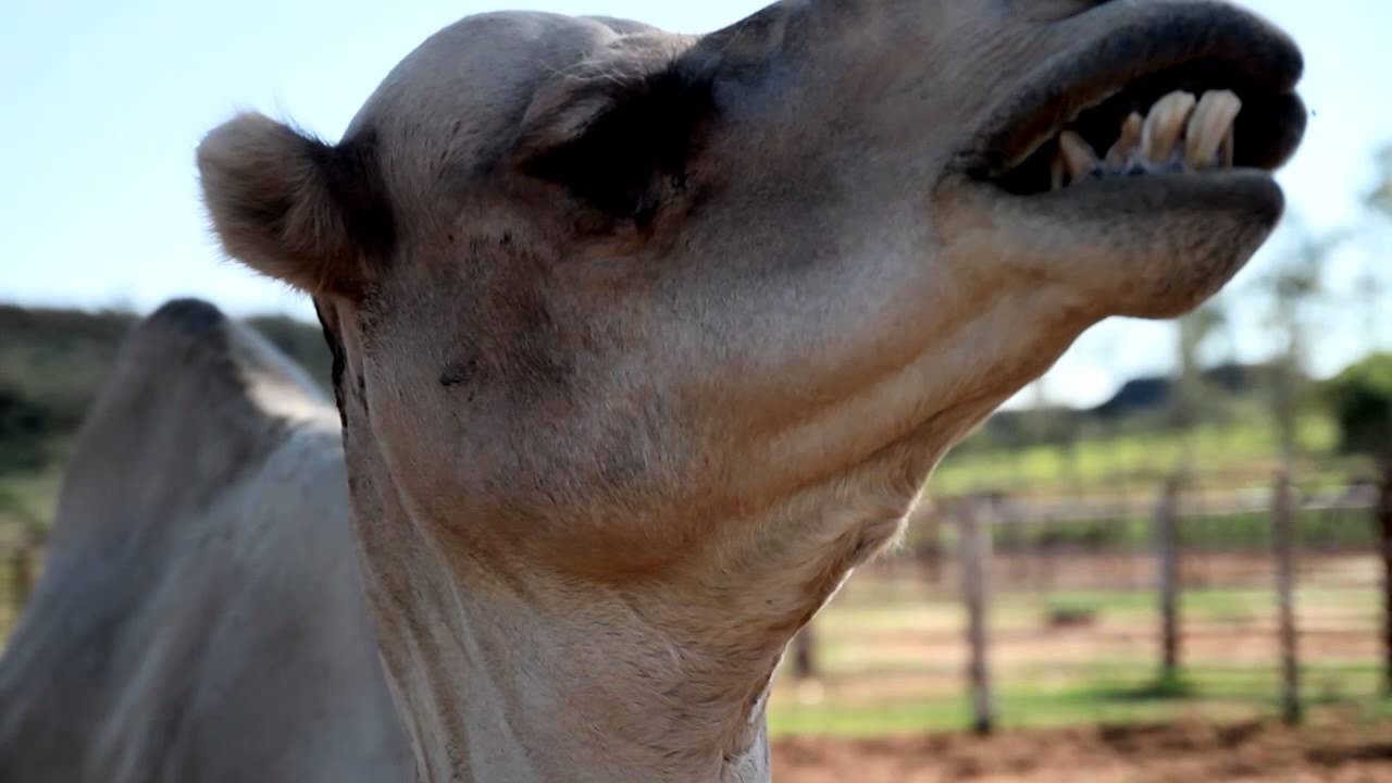 Collette Outbacks to the Glaciers Tour Australia & New Zealand Travel Tours YouTube