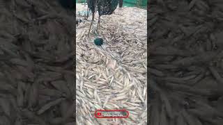 Massive squid fish catching On Our Boat | $ea $tyle