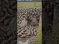 snail attack #videoshort #film #trending #movie