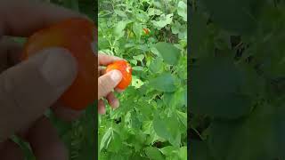 #SHORTS #VIRAL #PRAGA NA PIMENTA # CHEIRO