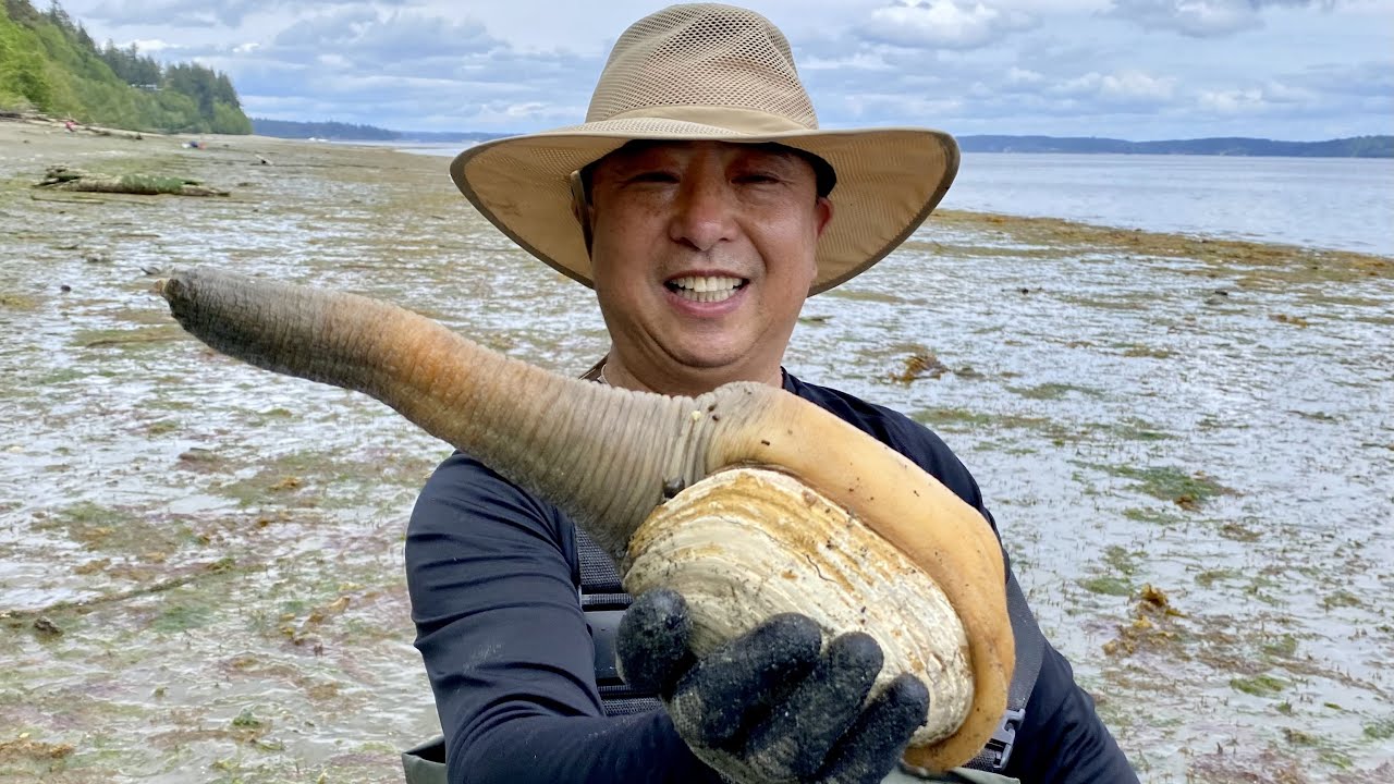 Geoduck Digging in Puget Sound (挖象拔蚌) And Horse Clam, Butter Clam