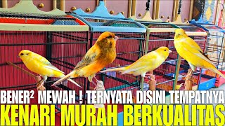 BIKIN SYOK ! REVIEW KENARI MURAH BERKUALITAS SERI LOPER, AF, BLACKRED, MERLOK, F1YS, F1 RASMI, F1SF