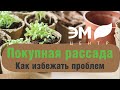 Покупная рассада. Как избежать проблем