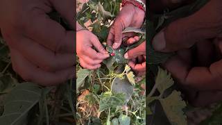 నొప్పులు తగ్గుతాయి... #bodypains #painremedy #painrelief #pain #ayurvedaremedy #plants #thathafarmer