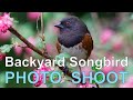 BACKYARD SONGBIRD Photo Shoot from Tragopan PHOTO BLIND