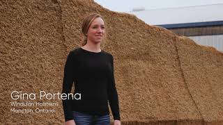Windulan Holsteins