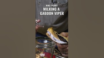 Mike Perry Milking A Gaboon Viper