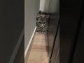 花火の音を怖がってる猫#shorts