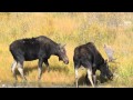 Autumn Bull Moose