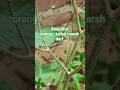 Orange-tailed Marsh dart/ceriagrion cerinorubellum #ytshorts #shortsfeed #insects