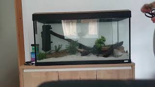 HOW TO SCAPE THE FLUVAL 200 LITRE!!!! AUGUST 4TH, EPISODE 175