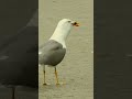 Seagull Eats Duckling Tufted Duck Bird Species