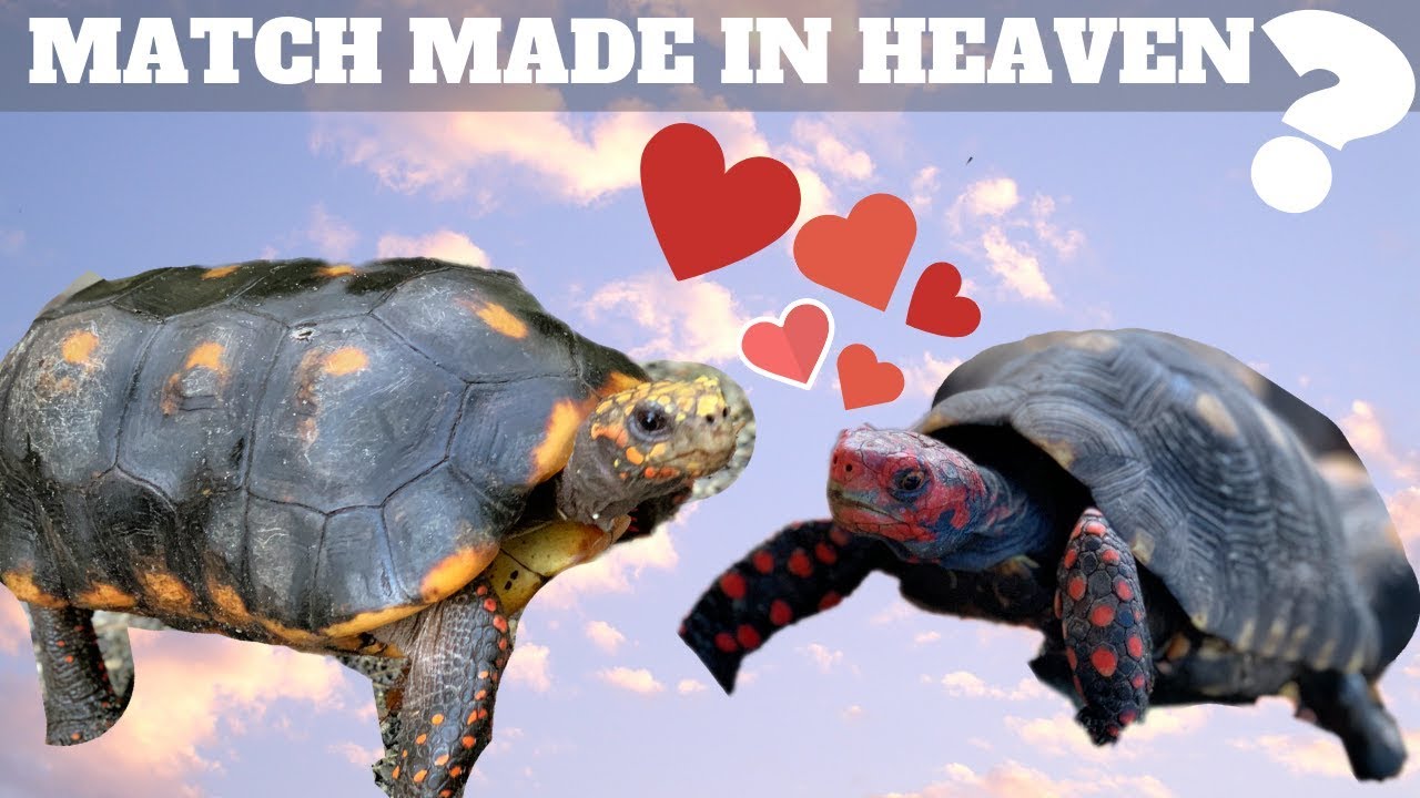 cherry head parrot Can Tortoises Crossbreed?