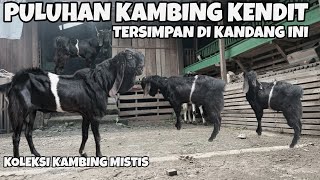 NGERI‼️BETERNAK KHUSUS KAMBING KENDIT - MALAH BANJIR ORDERAN