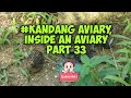 Kandang aviary budgie, finch bird inside an aviary Part 33